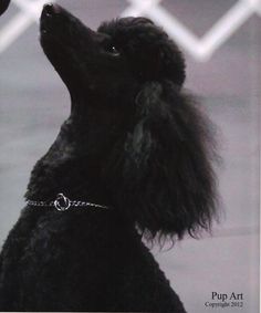 a black poodle is looking up while wearing a silver chain around it's neck