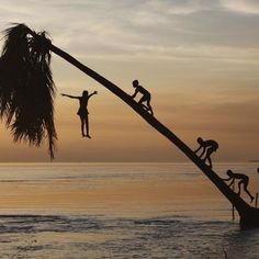 several people climbing up the side of a palm tree into the ocean at sunset or dawn