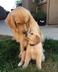 two dogs are sitting in the grass with their heads on each other's paws