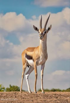 an antelope standing in the middle of a dirt field under a cloudy blue sky