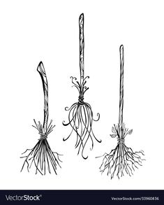 three sticks with roots and leaves on white background