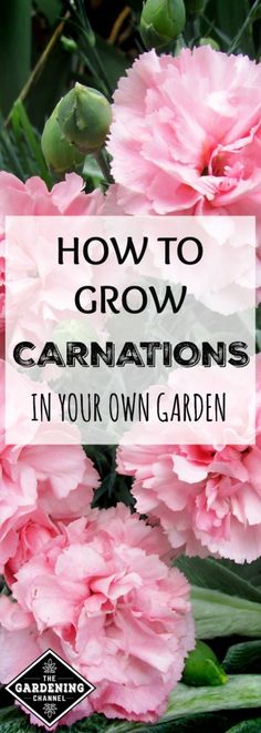 pink carnations with text overlay how to grow carnations in your own garden