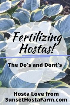 the dos and don't's for fertilizing hostain plants