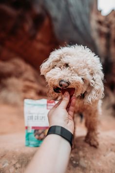 a person holding a small dog in their hand with a pack of treats on it