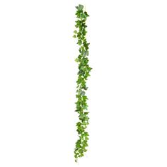 a plant with green leaves hanging from it's side on a white background,