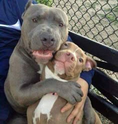 two dogs are sitting on a bench and one is hugging the other dog's chest