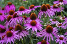 many purple flowers are blooming in the garden