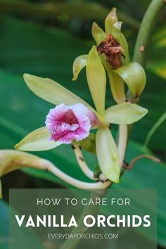 an orchid plant with the words how to care for vanilla orchids overlayed