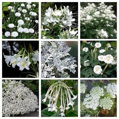 many different types of flowers are shown in this collage with white and green foliage