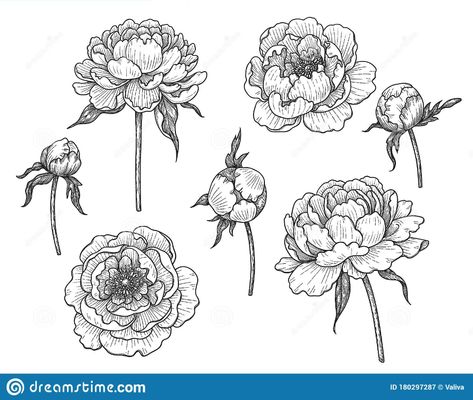 Illustration about Hand drawn peony flowers and buds on stem with leaves isolated on white background. Monochrome flowers in vintage style. Illustration of contour, engraved, coloring - 180297287 Peony Buds Tattoo, Peony Bud Drawing, Roses Tattoos, Peony Flower Tattoos, Peony Drawing, Peony Bud, Flower Sleeve, Peonies Tattoo, Peony Flowers