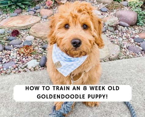 How to train an 8 week old Goldendoodle Puppy! (2021) - We Love Doodles Doodle Training, Goldendoodle Training, Goldendoodle Haircuts, Golden Doodle Puppy, Puppy Training Treats, Med Diet, Mini Goldendoodle Puppies, Puppy Time, Puppy Crate