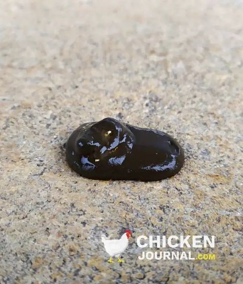 Chicken Poop 101: What's Normal and What's Abnormal Chicken Poop Chart, Pullets Chickens, Chicken Waterer, Chicken Poop, Black Chickens, Sick Dog, Chicken Tractors, Chicken Eating, Free Range Chickens