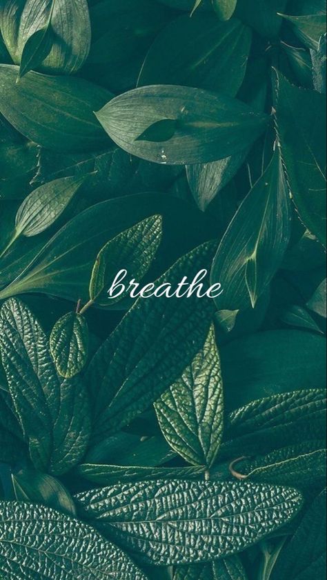 Green wallpaper comprised of green leaves and the text “breathe” centered in the middle Soothing Wallpapers Iphone, Soothing Wallpapers, Breathe Wallpaper, Phone Wallpaper Boho, Remind Yourself, Wallpapers Iphone, Green Wallpaper, Green Backgrounds, Android Wallpaper