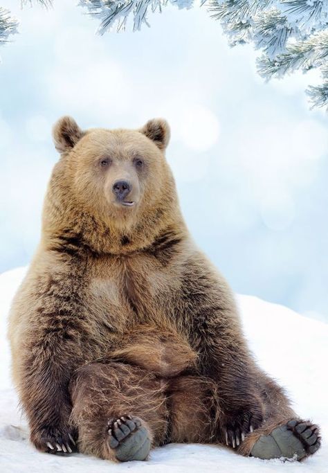 Bear Sitting Down, Bears In Snow, Omnivores Animals, Grizzly Bear Sitting, Bear In Snow, Beruang Grizzly, Bear Reference, Bears Sitting, Sitting Bear