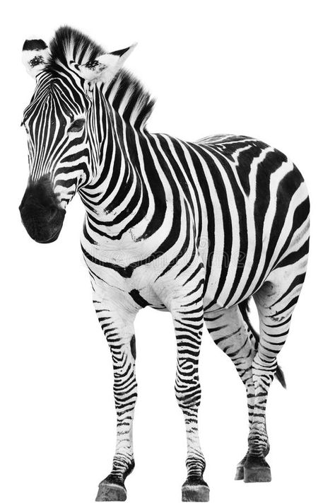 All Animals Photos, Ocean Creatures Art, Zebra Pictures, Animal Pictures For Kids, Animals Of Africa, Animals Tattoo, Aesthetic Animals, Zebra Art, Wild Animals Pictures