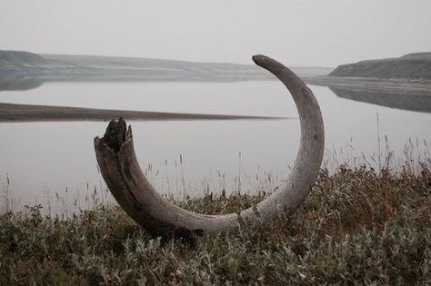 Mammoth tusk | The People of a Forgotten World Skyrim Aesthetic, Games Outdoor, Kids Backyard, Fun List, Water Tables, Wooly Mammoth, Elder Scrolls V Skyrim, Water Games, Tiny Plants