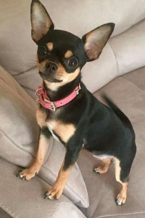 Psy Chihuahua, Teacup Chihuahua Puppies, Toy Dog Breeds, Super Cute Puppies, Dog Line, Chihuahua Lover, Cute Chihuahua, Chihuahua Love, Chihuahua Puppies