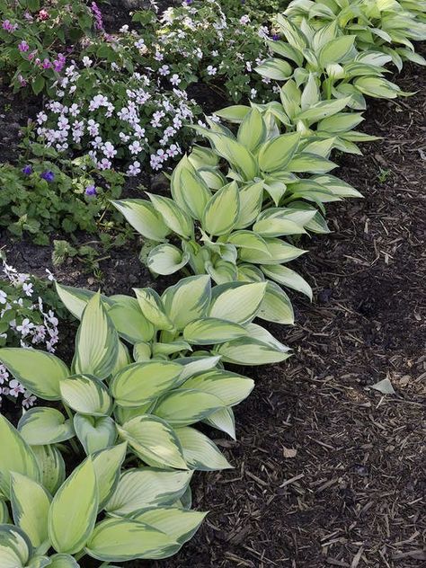 Hosta is easy to grow East Facing Landscaping Front Yard, Keri Diet, Easy Garden Ideas Landscaping, Car Ports, Hosta Gardens, Best Flowers, Low Maintenance Landscaping, Garden Yard Ideas, French Cottage