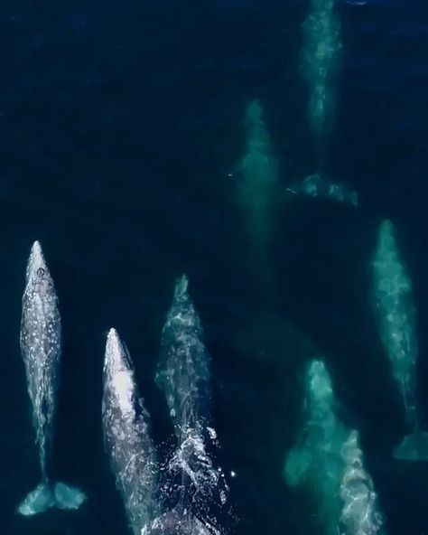 Newport Beach, CA on Instagram: “Gray Whale migration magic continues as we wrap up the month of March. Yesterday we encountered nine whales in one pod! 🐋 From Mark…” Whale Migration, Sharing The Planet, Gray Whale, March Month, A Short Story, Drawing Book, Book Projects, Newport Beach, A Sea