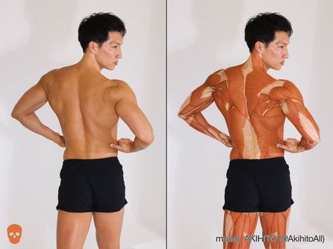 Muscled Back Reference, Muscles Of Back, Back Muscles Anatomy, Back Muscles Reference, Anatomy Shoulder, Back Anatomy, Back Reference, Human Anatomy Study, 남성 근육