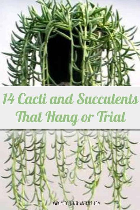 14 Cacti and Succulents that Hang or Trail (With Pictures) Trailing Succulents, Hanging Plants Outdoor, Hanging Plants Diy, Plants Hanging, Succulent Garden Diy, Hanging Plants Indoor, Types Of Succulents, Hanging Succulents, Growing Succulents