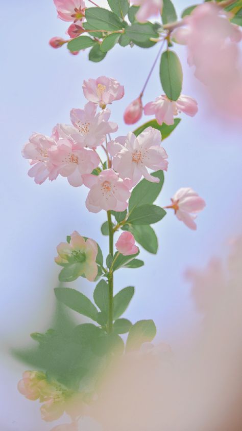 Tumblr: https://fuckyeahchinesegarden.tumblr.com/post/683341759045156864/chinese-crab-apple-flowers-haitang%E6%B5%B7%E6%A3%A0-by 2ha Wallpaper Aesthetic, Crab Apple Flower, Haitang Flower, Chu Wanning, Chinese Flowers, Chinese Wallpaper, Apple Flowers, Chinese Flower, Flowers Photography Wallpaper