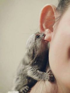 A tiny baby monkey sucking on a lady's ear. So precious. Makes me feel all warm and fuzzy just to see this! Pygmy Marmoset, Marmoset Monkey, Bulldog Francese, Pet Monkey, Baby Sloth, Cute Monkey, Baby Monkey, Primates, Sweet Animals