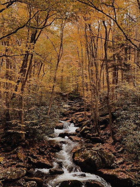 The beautiful Tennessee Valley wilderness in Autumn. Cozy, warm, stunning vibes all around Tennessee Autumn, Fall In Tennessee, Tennessee Nature, Northern Attitude, Tennessee Aesthetic, Tennessee Fall, American Wilderness, Fall Core, River Waterfall