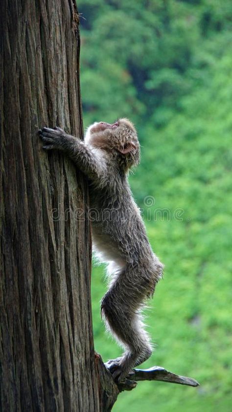 Monkey Climbing Tree, Monkey On Tree, The Queen's Gambit Benny, Tree Monkey, Video Mood, Snow Monkeys, Macaque Monkey, Wildlife Tattoo, Vervet Monkey