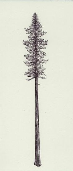 Silouette Tattoo, Redwood Tattoo, Tree Tat, Sequoia Sempervirens, Dainty Designs, Coast Redwood, Redwood Trees, Sweet Tattoos, Redwood Tree