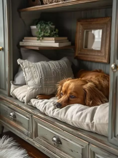 Dog Couches Furniture, Dog Bed Mudroom, Dog Bed Under Bookshelf, Double Decker Dog Bed Diy, Dresser Dog Bed, Dog Bed For End Of Bed, Dog Bed Area In Bedroom, Dogs In Bedroom, Dog Bed Cabinet