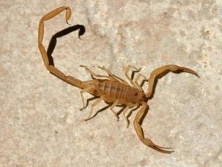 Arizona Bark Scorpion Bark Scorpion, Desert Scorpion, Nevada Homes, Hawaii Wall Art, Scorpion Tattoo, Garden Guide, Arthropods, Arachnids, Animal Wallpaper