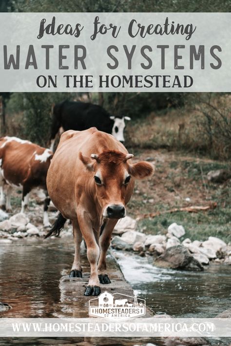 Joel Salatin, Homestead Layout, Homestead Animals, Raising Farm Animals, Modern Homesteading, Homesteading Diy, Farm Plans, Homestead Farm, Farm Layout