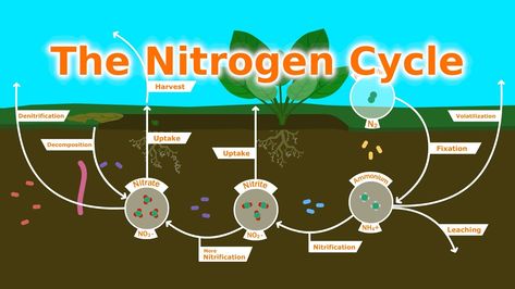 NEW VIDEO: Fertilizer and the Nitrogen Cycle Nitrogen Fixing Plants, Plant Biology, Organic Fertilizers, Victory Gardens, Cycle For Kids, Nitrogen Fixation, Gardening Videos, Nitrogen Cycle, Hallway Corridor