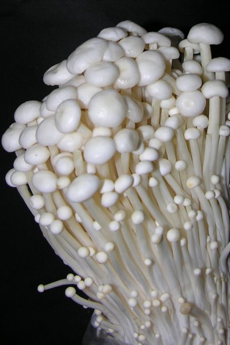 If you are wanting fresh inspiration for unique ingredients to add to recipes, or a new excuse to go out foraging, then diving into Enoki mushrooms is a great place to start. Do you want to support several systems in your body all at once as well as consume more vitamins, minerals, and other healthy nutrients?* This article will cover the basics of what you need to know about the many benefits of Enoki mushrooms and inspire you to learn more by trying this mushroom for yourself.* Enoki Mushrooms, Vegan Enoki Mushroom, Enoki Mushroom Growing, Mushrooms And Fungi, Mushroom Core, Different Types Of Mushrooms Fungi, Mushroom Species, White Mushrooms, Edible Mushrooms