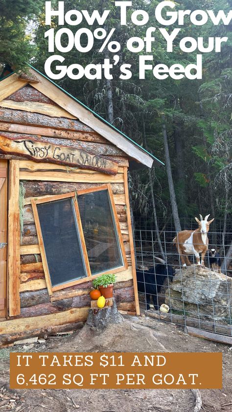 How to Grow Goat Feed on Your Homestead - The Homesteader's Chronicle Goat Homes Ideas, Goat Enrichment Ideas, Goat Homestead, Goat Playground Ideas, Goat Garden, Goat Pen Ideas, Goat Feed, Goat Feeder, Goat Playground