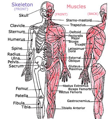 We made up rhymes to help me memorize all the bones and muscles in the body when I was four. Muscoskeletal System, Paper Skeleton, Skeleton Muscles, Muscle Diagram, Human Body Unit, Skeletal System, Muscular System, Human Body Systems, Memorization