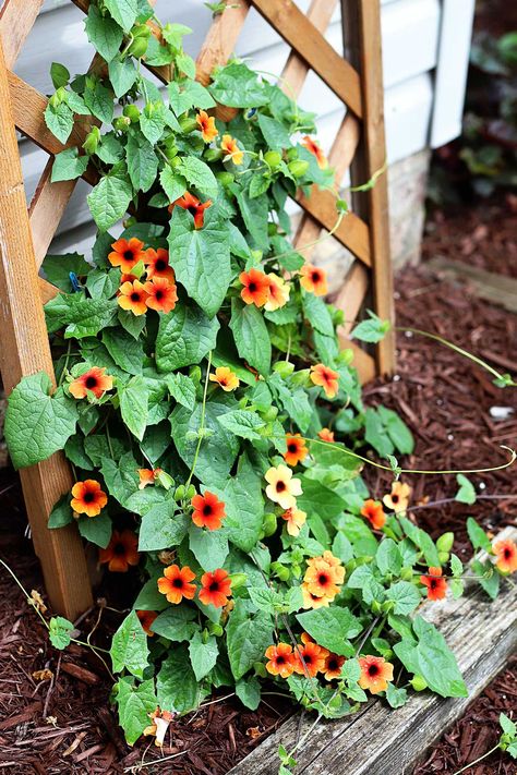 Blushing Susie Black Eyed Susan Vine, Blackeyed Susans Flowers Landscaping, Flowers That Grow On Vines, Black Eye Susan Vine, Black Eyed Susan Vine Trellis, Black Eyed Susan Vine Ideas, Vines For Shaded Areas, Vine Garden Ideas, Blackeyed Susans Flowers