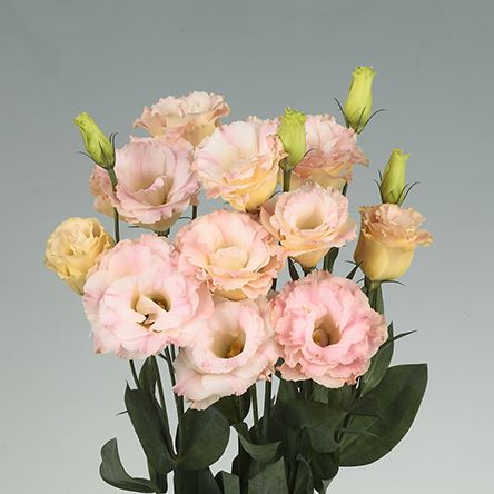 https://www.lisianthus.eu/product/reina-champagne/#gallery Pale Pink Weddings, August Wedding, Peonies Garden, Special Flowers, Baby Shower Flowers, Wedding Flower Inspiration, Flower Food, Graphic Design Projects, Champagne Color