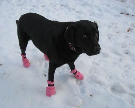 Dog Booties, Positive Dog Training, Dog Clothes Diy, Dog Boots, Dog Clothes Patterns, Dog Projects, Dog Shoes, Mia 3, Training Your Puppy