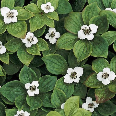 Cute while flowers cover the plants in spring. More easy groundcovers: http://www.bhg.com/gardening/flowers/perennials/easy-ground-covers/?esrc=nwgn/?socsrc=bhgpin082213bunchberry=11 Groundcover Plants, Sweet Woodruff, Lush Landscape, Ground Cover Plants, Low Maintenance Garden, Have Inspiration, Woodland Garden, White Gardens, Shade Plants