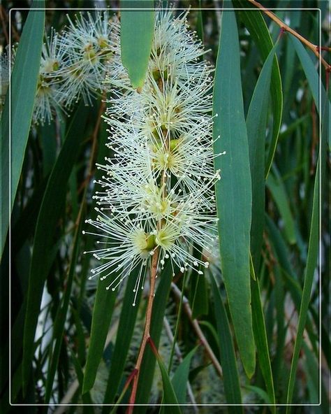 Melaleuca Plant, Australian Plants, Evergreen Trees, Fragrant Flowers, Flowers, Plants