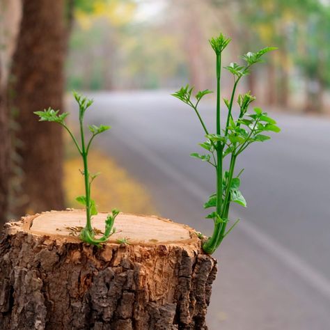 Removing Tree Stumps, Chia Fresca, Stump Removal, Tree Removal, Garden Mini, Master Gardener, Colorful Plants, Succulent Terrarium, Garden Edging