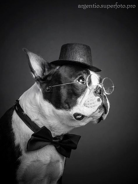 Little Boston Terrier Gentleman!! https://www.facebook.com/bterrierdogs Toy Fox Terriers, Boston Terrier Love, Pet Blog, Boston Terrier Dog, Best Dog Breeds, Boston Terriers, Fox Terrier, French Bulldogs, Pet Costumes