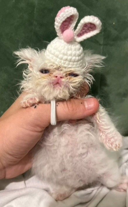 Wisp Kitten, Wisp The Kitten, Wisp The Cat, Silly Kittens, Cat Life Hacks, Cursed Cats, Funny Looking Cats, Ugly Cat, Silly Kitties