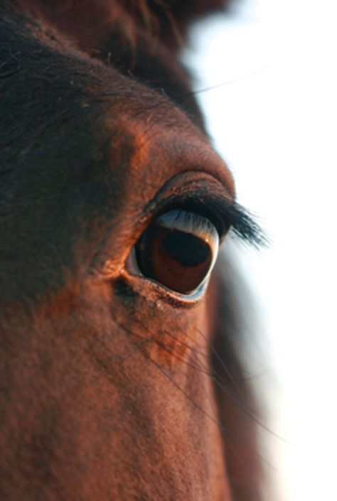 There are many myths about the way horses see and perceive their worlds, but ongoing research is giving us greater insight into equine vision and changing the way we ride and train our horses. Horse Senior Pictures, Pictures With Horses, Horse Info, Horse Eye, Horse Inspiration, Horse Aesthetic, Horse Face, Watercolour Inspiration, Horse Health