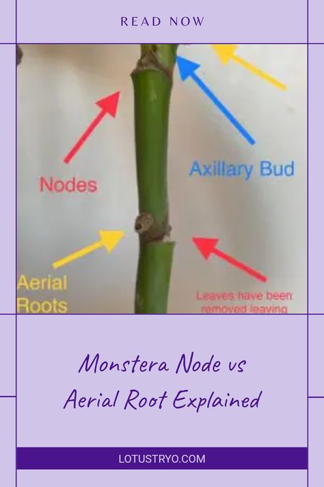 Wondering what sets Monstera nodes apart from aerial roots? Both elements play crucial roles in the growth and health of your Monstera plant. Nodes are responsible for new growth, while aerial roots help with nutrient absorption and stability. In this guide, we'll explore the unique characteristics, growth patterns, and functions of these two important aspects of your Monstera journey Plant Nodes, Monstera Peru, Monstera Plants, Air Layering, Nutrient Absorption, Below The Surface, Root Growth, Monstera Plant, Unique Characteristics