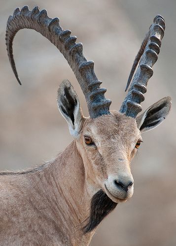 ˚Nubian Ibex, from the Dead Sea region. Now there is a real “Goatee”. Ibex Horns, Ibex Goat, Animals With Horns, Big Horn Sheep, Tattoo Aesthetic, Big Animals, Rare Animals, Airbrush Art, Majestic Animals