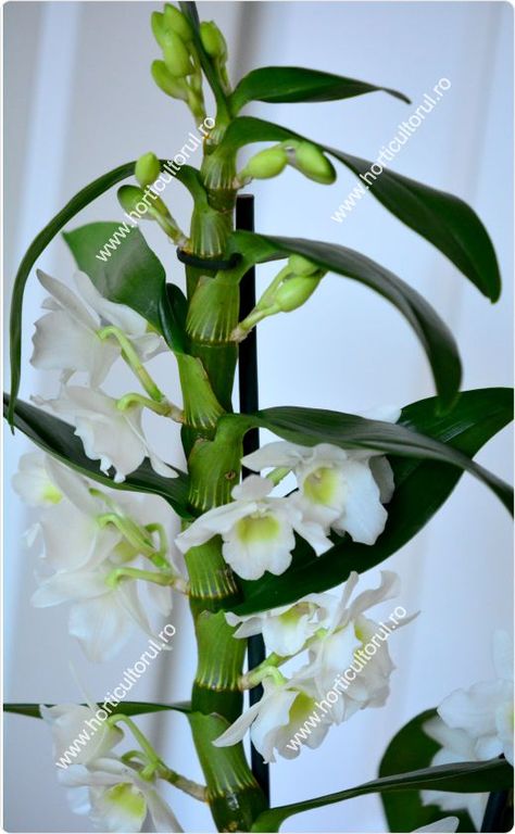 Orchids Care, Dendrobium Nobile, Plant Hacks, Orchid Care, A Frame House, Beautiful Flowers Pictures, Flower Pictures, White Flowers, Orchids