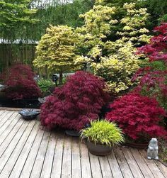 Trees For Japanese Garden, Acers In The Garden, Japanese Maple Tree Landscape, Japanese Maple Garden, Japanese Maple Varieties, Plants In Pots, Small Japanese Garden, Japanese Garden Landscape, Privacy Plants